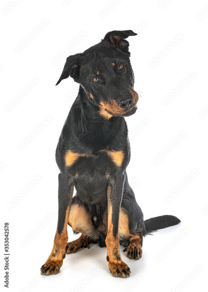 beauceron in studio