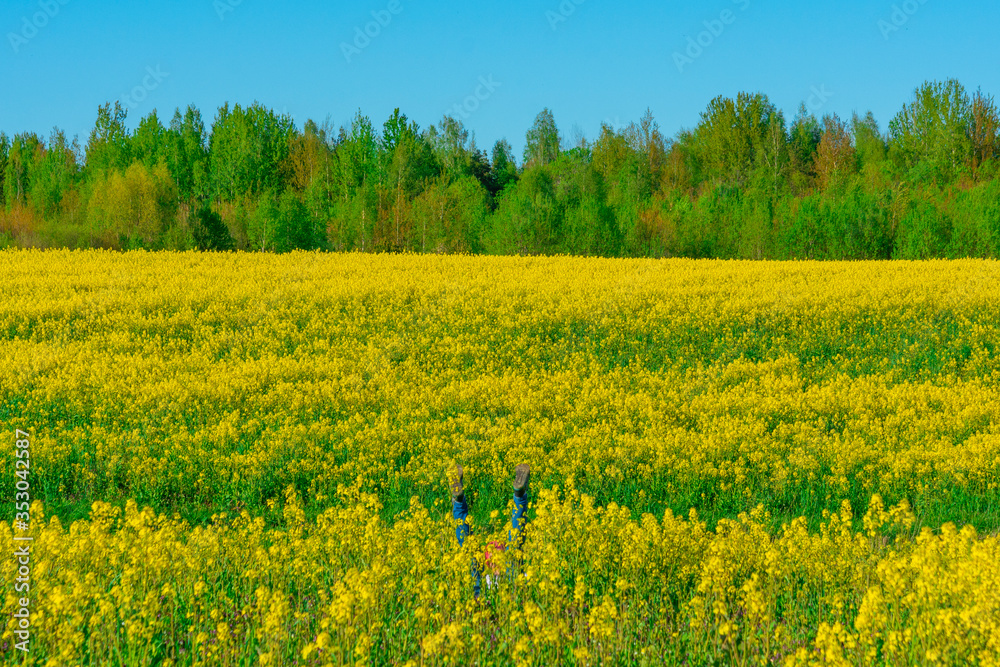 Amazing bright colorful spring and summer landscape for wallpaper. Yellow field of flowering rape against a blue sky. Natural landscape background
