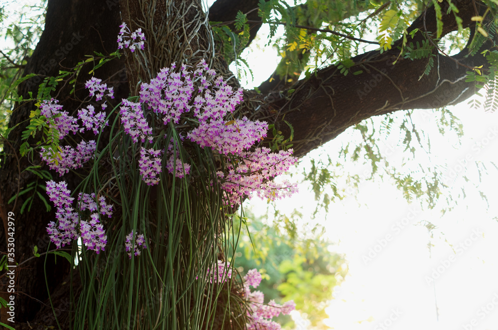Fototapeta premium Purple Orchid Elephant Orchid