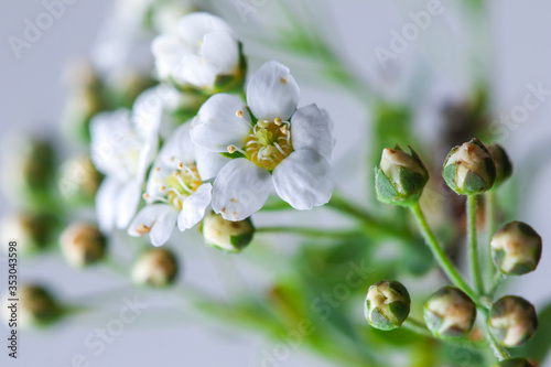 A branch with blooming white flowers and yellow stamens on a gray-blue background. Spring flowers, background.