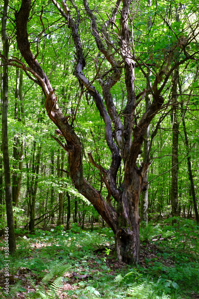 Fototapeta premium Alter vertrockneter Baum im jungen Wald