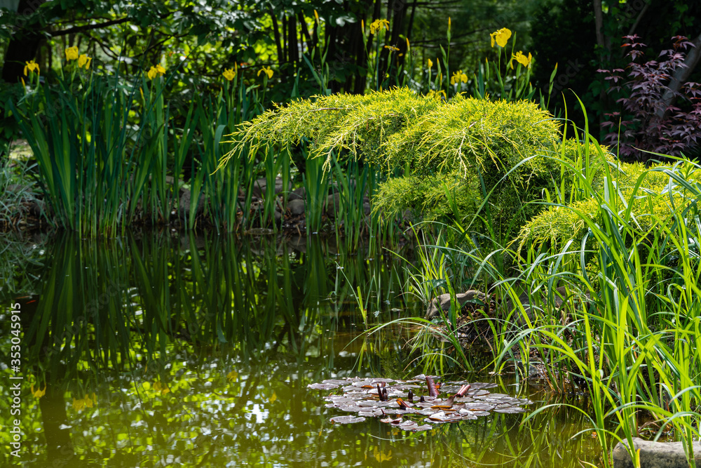 Magical garden pond with purple leaves of water lilies or lotuses. blurred background. Selective focus. Evergreens and yellow flowers of marsh irises on shore. Reflection of plants in water. Magical garden pond with purple leaves of water lilies or lotuses. blurred background. Selective focus. Evergreens and yellow flowers of marsh irises on shore. Reflection of plants in water.