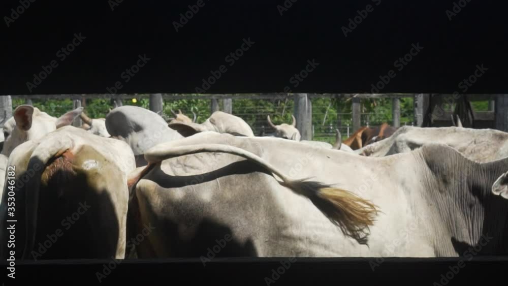 cattle walking in the corral seen behind the fence. crowded cows. cattle walking in the corral seen behind the fence. crowded cows.