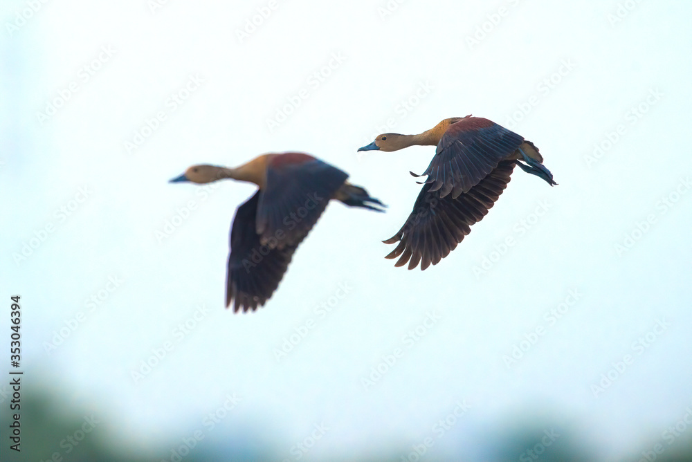 Obraz premium A pair of Lesser whistling duck flying in the sky