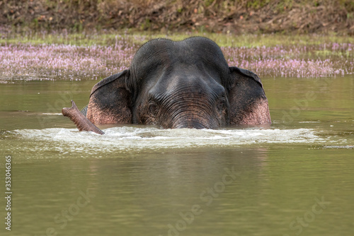 The male wild elephant is bathing in the evening.