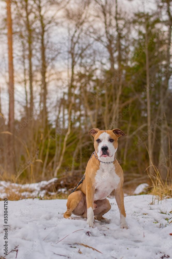 Outdoor Portrait of Cute Red American Staffordshire Terrier Dog on snow during winter