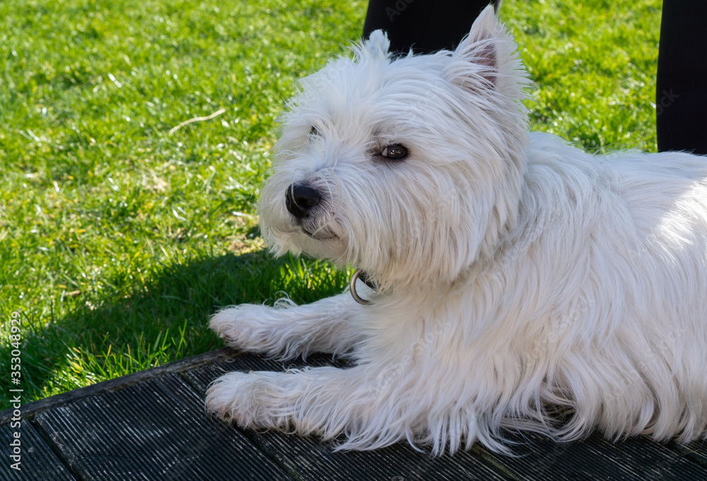 West Highland White terrier in the garden West Highland White terrier in the garden