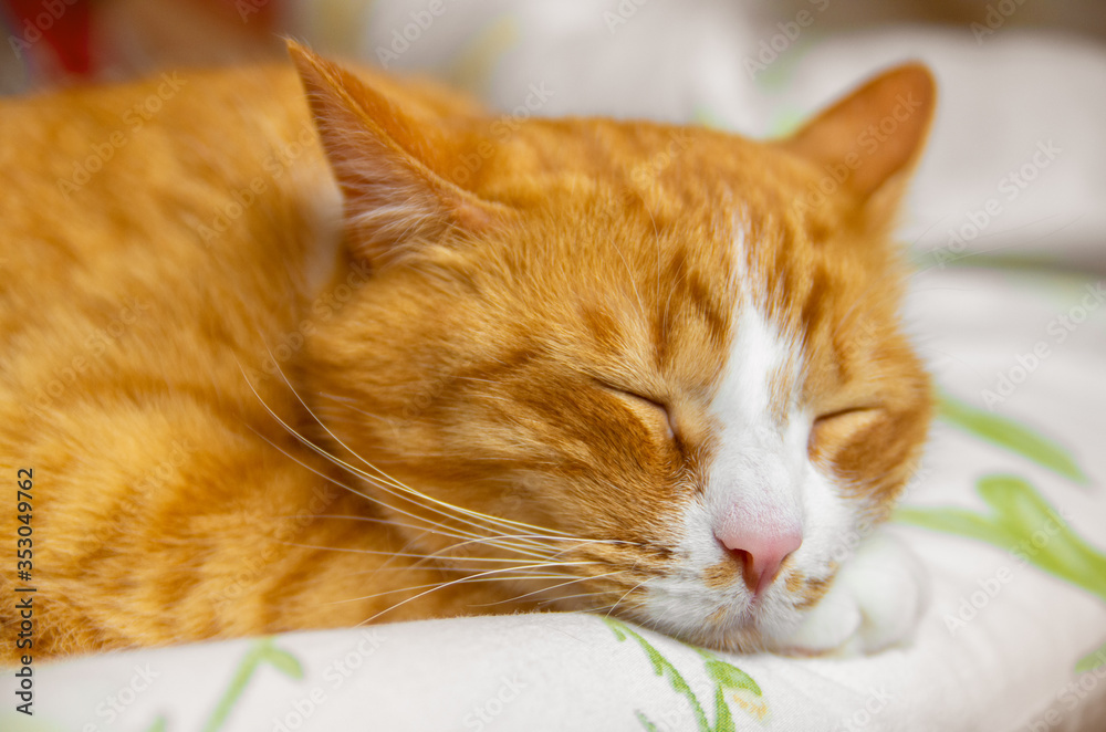 Indoor portrait of a cute red (ginger) domestic cat with closed eyes
