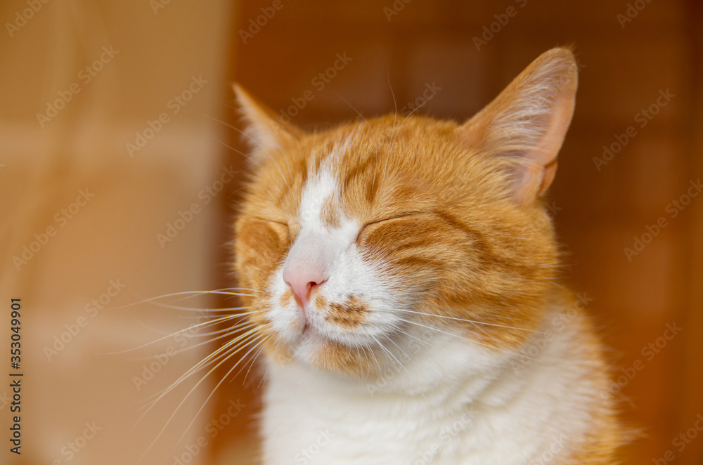 Indoor portrait of a cute red (ginger) domestic cat with closed eyes