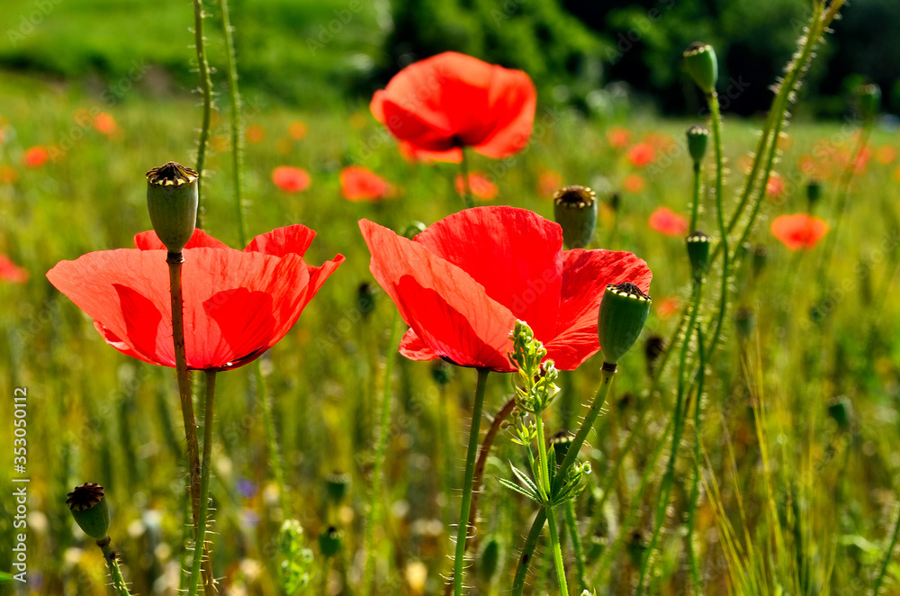 Naklejka premium Red Poppy Field in Golden Wheat Field during Summer at Countryside in Transylvania.