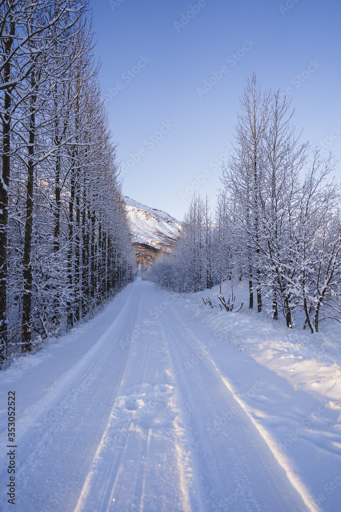 Schneebedeckte Straße mit Bäumen in Island Schneebedeckte Straße mit Bäumen in Island