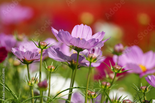 Cosmos flower blooming in the field