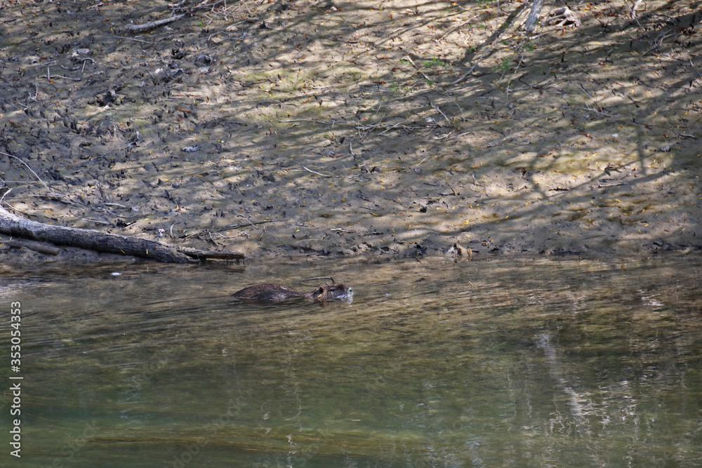 Nutria Nutria