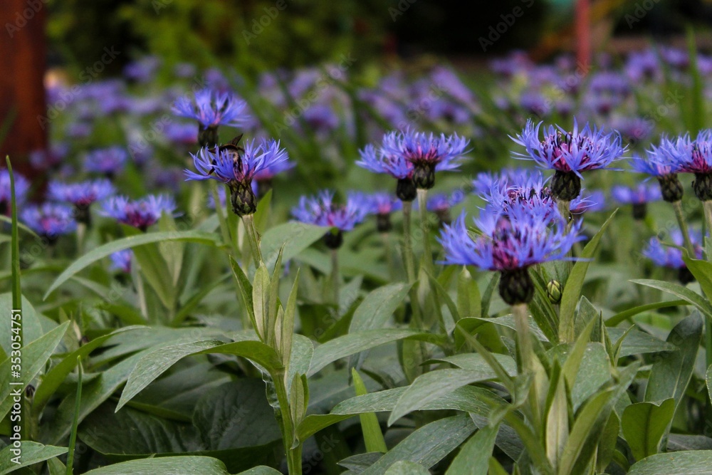Fototapeta premium purple flowers in the garden