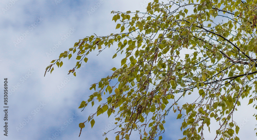 Obraz premium Birch branches against the sky.