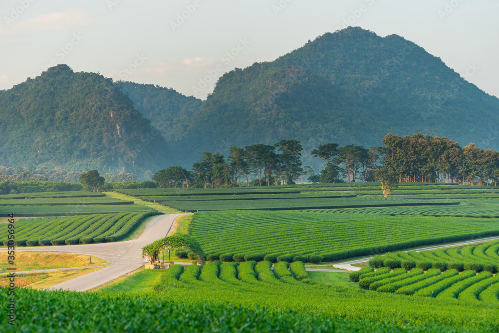 Green tea plantation curve and mountains valley in Chiang Rai province, Thailand