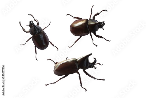 Set of Rhinoceros beetle, Hercules beetle, Unicorn beetle, horn beetle isolated on white background.