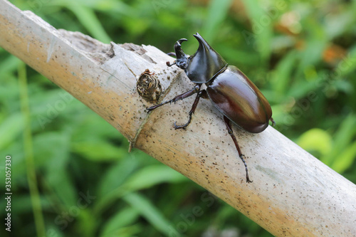 Rhinoceros beetle, Hercules beetle, Unicorn beetle, horn beetle, on tree.