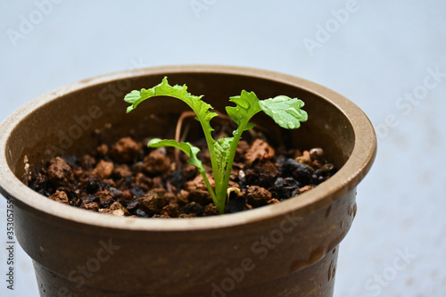 鉢植えから伸びた芽