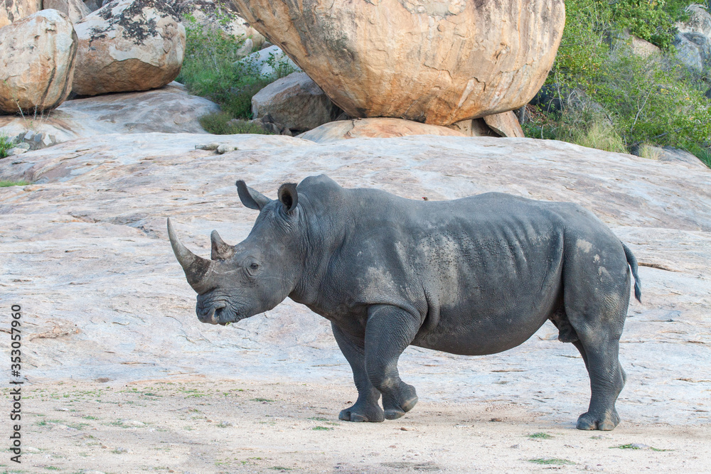 Large adult Bull Rhino on rocks Kruger Park South Africa Large adult Bull Rhino on rocks Kruger Park South Africa