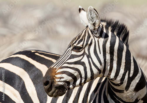 Portrait Adult Zebra Serengeti Tanzania