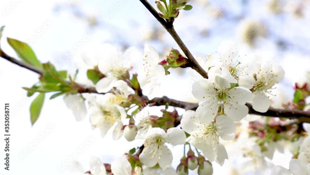 Spring cherry garden. 4k. Blossoming cherry tree branches.