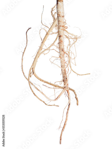 isolated on white parsley light single large root