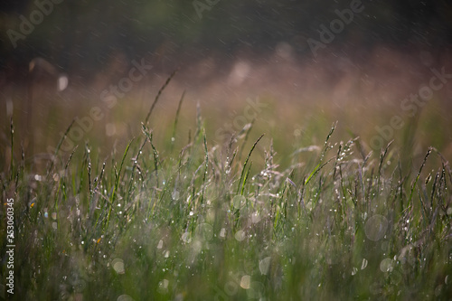 dew on the grass © Michael