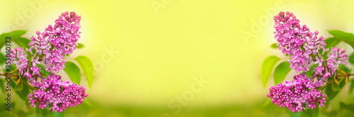 banner of blooming lilac flowers on yellow background with copy space. blossom in spring