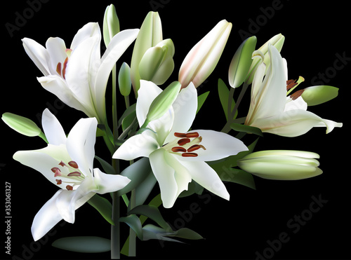 white and green lily flowers illustration on black