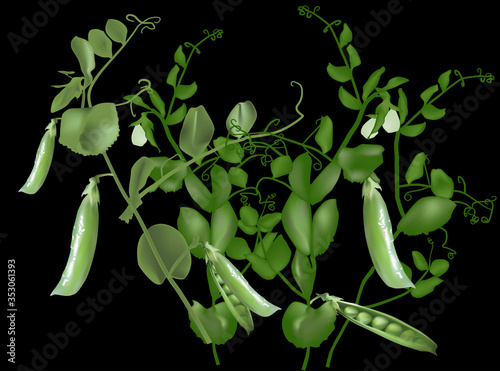 two green peas with pods on black