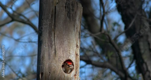 Red-headed woodpecker on tree
