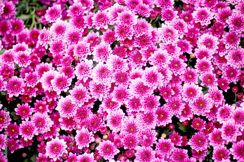 Colorful pink chrysanthemum flowers blooming top view patterns in garden