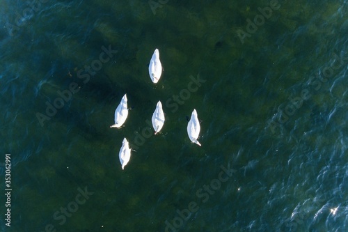 A couple of white swans on the lake aerial drone photo