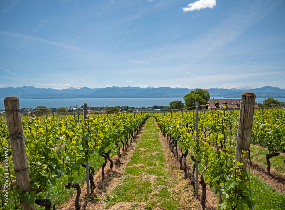 The lush green vineyards, villages and walking trails of the Swiss canton of Vaud situated along the shores of Lake Geneva overlooking the French and Swiss alps.