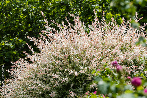 Japanese willow Salix integra Hakuro-Nishiki  in landscaped garden. Willow branches with white and pink leaves shaped like ball. Selective focus. Nature concept for natural design. photo