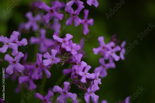purple flowers in the garden
