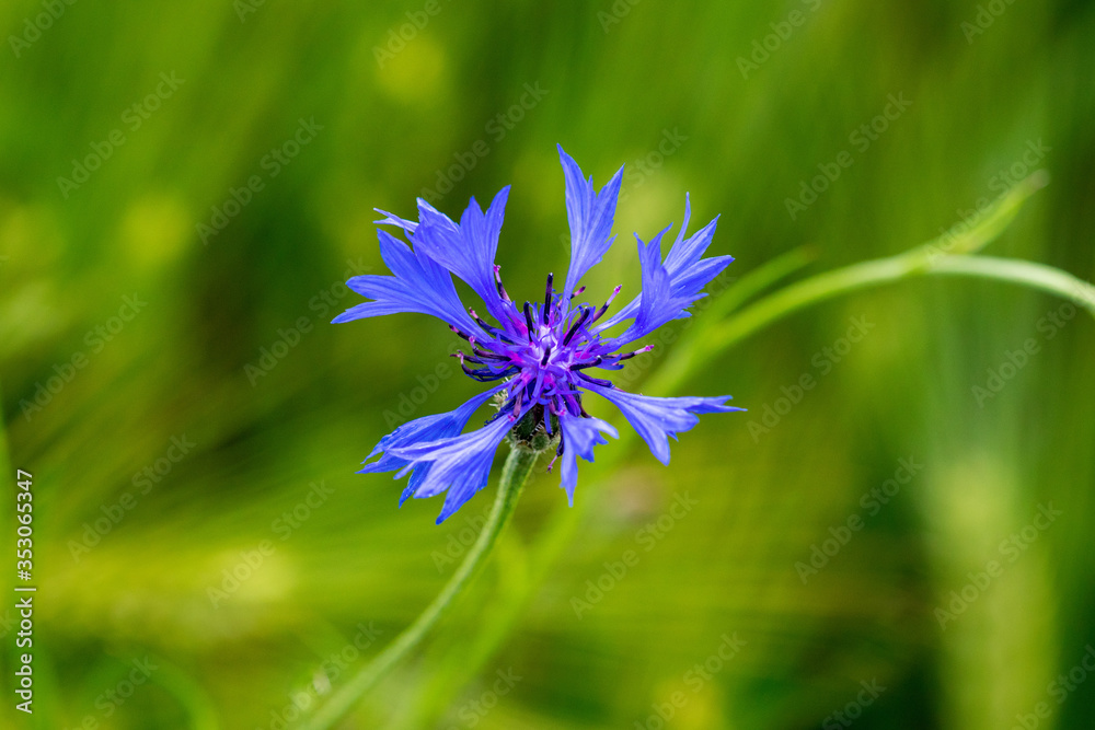 Centaurea cyanus, commonly known as cornflower or bachelor's button Centaurea cyanus, commonly known as cornflower or bachelor's button