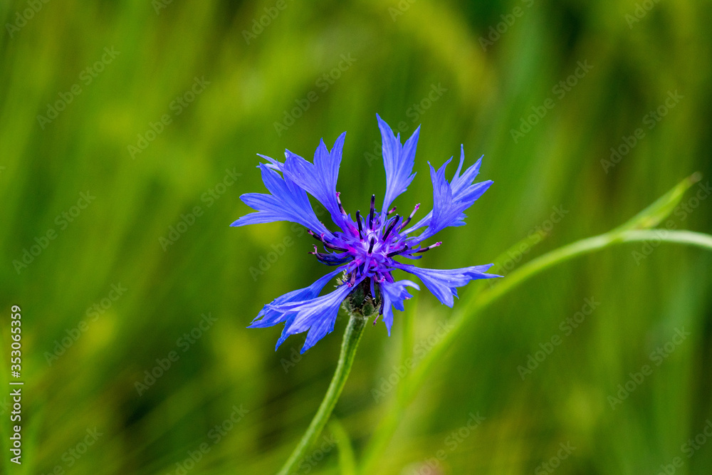 Centaurea cyanus, commonly known as cornflower or bachelor's button Centaurea cyanus, commonly known as cornflower or bachelor's button
