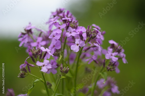  bright wildflowers