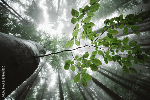 Close up of beech leaves in the misty woods. Forest photographed from below, tall green trees in summer season. bottom view