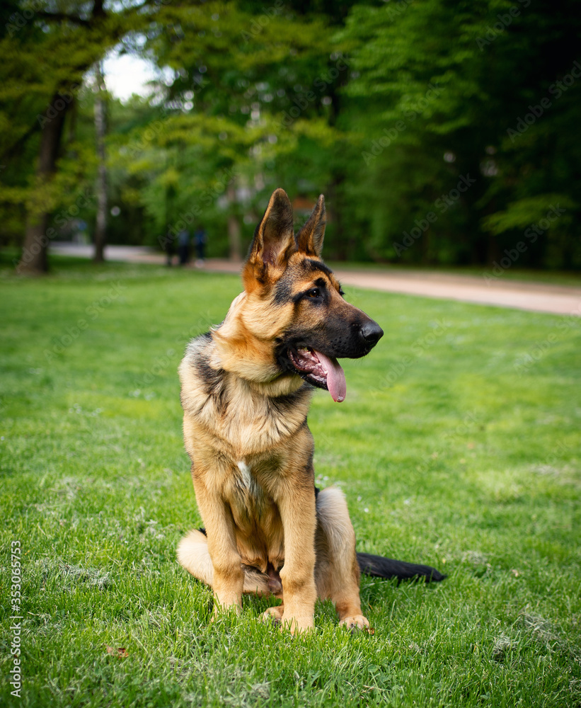 Dog breed German Shepherd. German shepherd on a background of green grass. The dog is four months old
