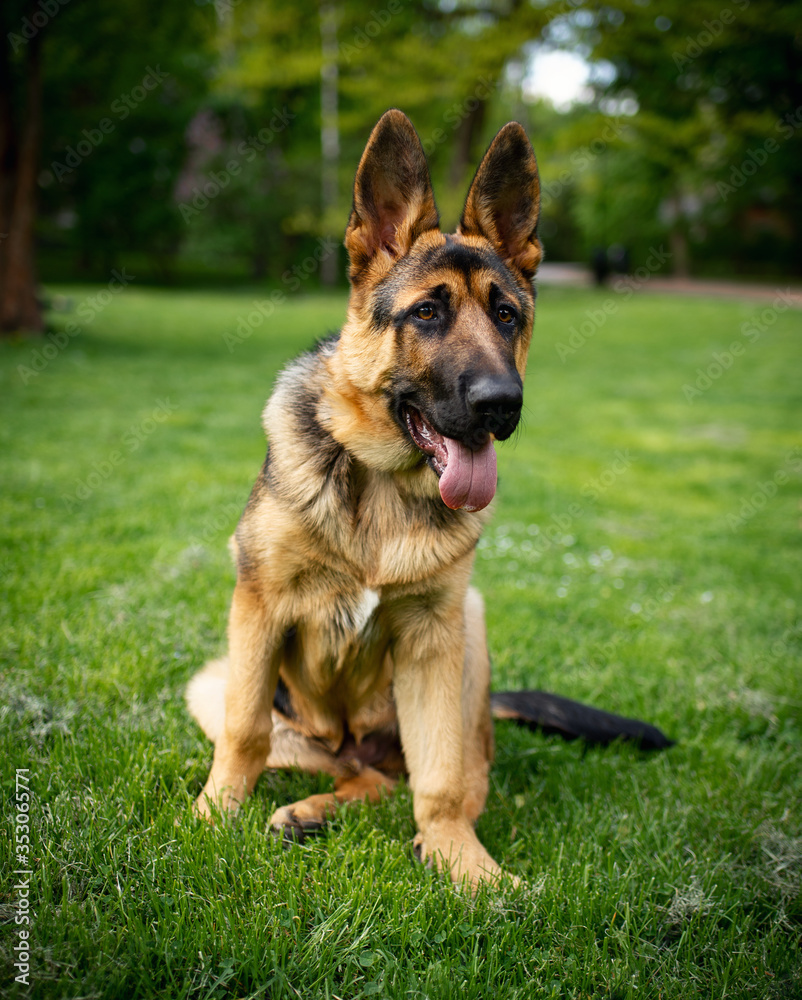 Dog breed German Shepherd. German shepherd on a background of green grass. The dog is four months old