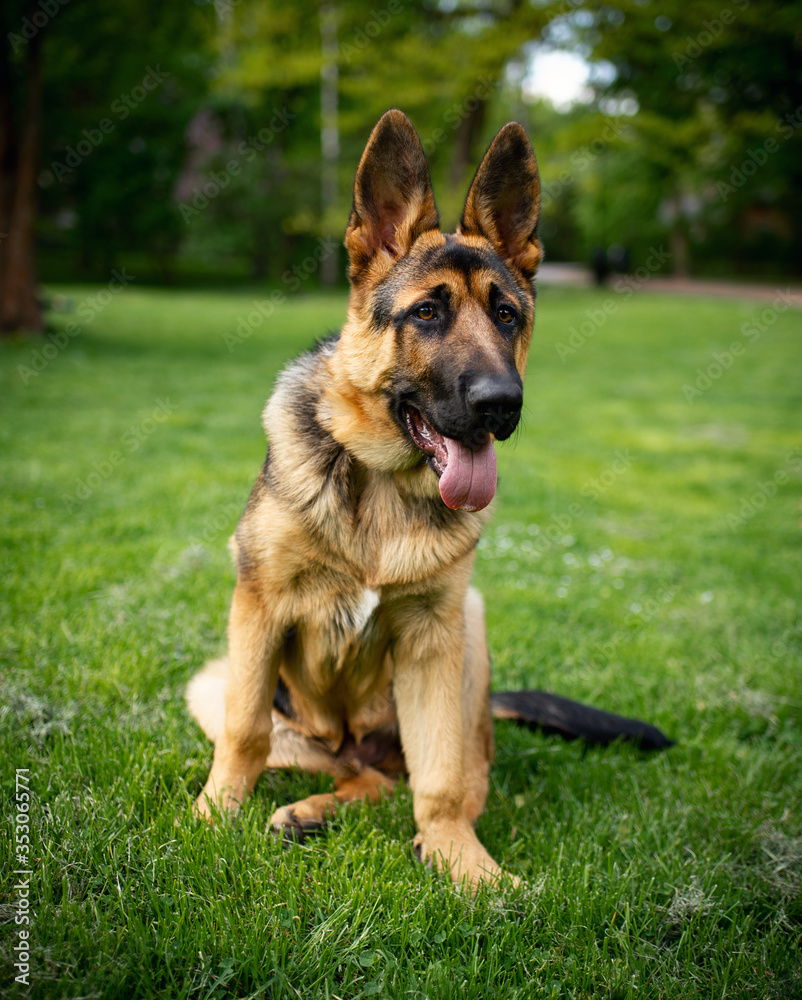 Dog breed German Shepherd. German shepherd on a background of green grass. The dog is four months old Dog breed German Shepherd. German shepherd on a background of green grass. The dog is four months old