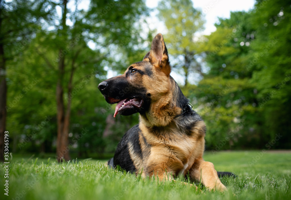 Dog breed German Shepherd. German shepherd on a background of green grass. The dog is four months old Dog breed German Shepherd. German shepherd on a background of green grass. The dog is four months old