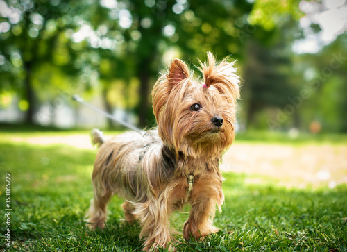 Dog breed Yorkshire Terrier on a background of green grass. The dog is twelve years old