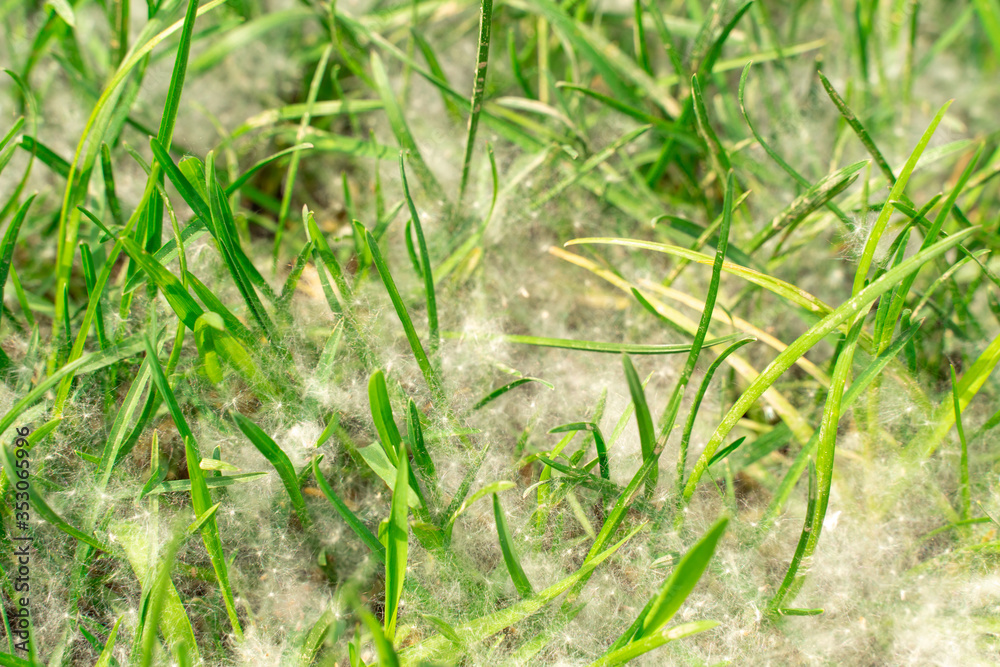 poplar fluff on green grass