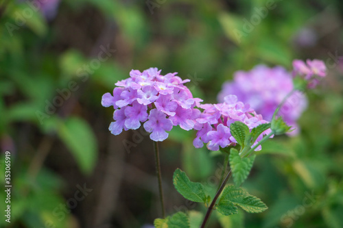 purple flowers in the garden