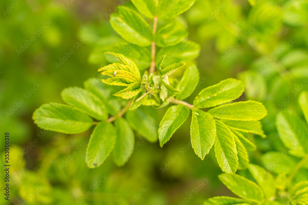 young rosehip leaves on a blurry background young rosehip leaves on a blurry background