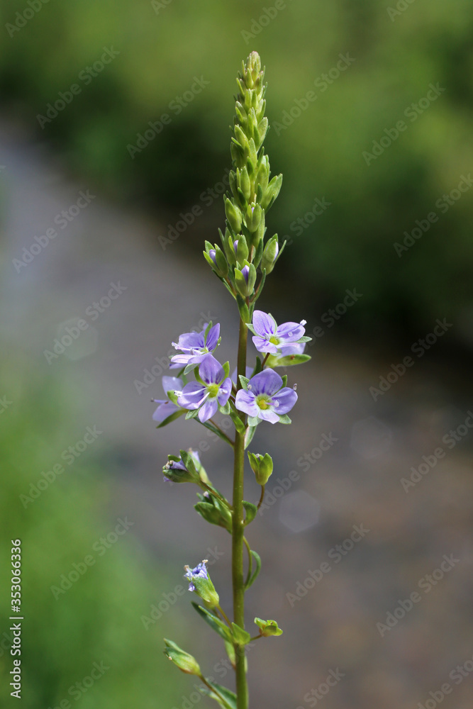 Veronica anagallis-aquatica - Wild plant shot in the spring. Veronica anagallis-aquatica - Wild plant shot in the spring.
